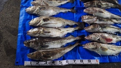 マダラの釣果