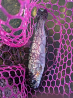 ニジマスの釣果