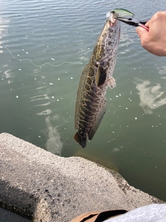 ライギョの釣果