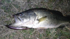 ラージマウスバスの釣果