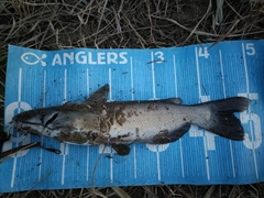 アメリカンキャットフィッシュの釣果