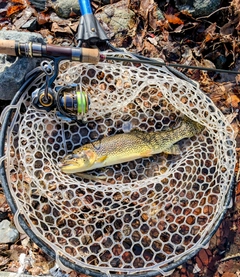 カットスロートの釣果