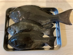 グレの釣果