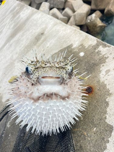 釣果