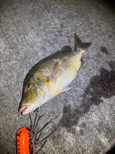 タマンの釣果