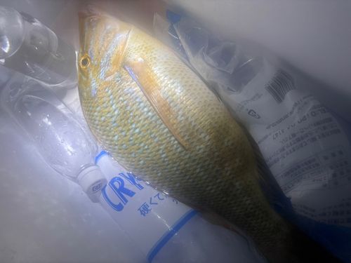 タマンの釣果
