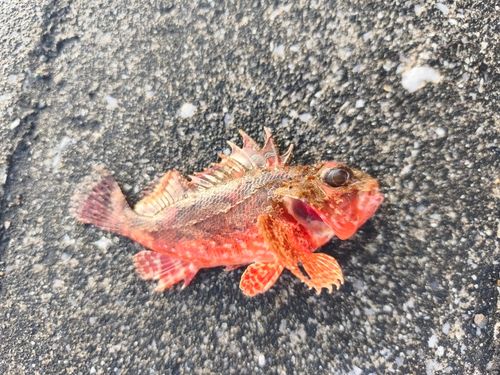 オニカサゴの釣果