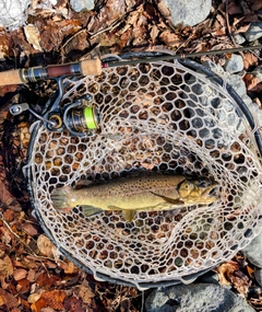 ブラウントラウトの釣果