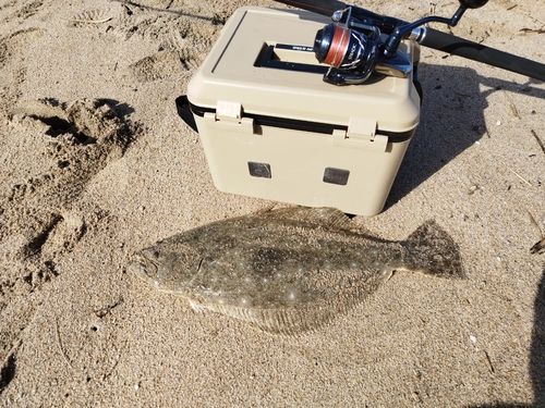 ヒラメの釣果
