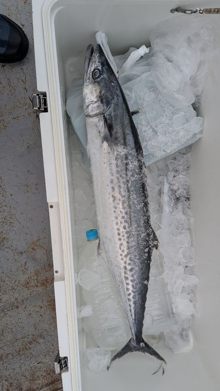 SHIMANO 19ステラ SW 10000PGの最安値・インプレ・釣果 | 本音の口コミ