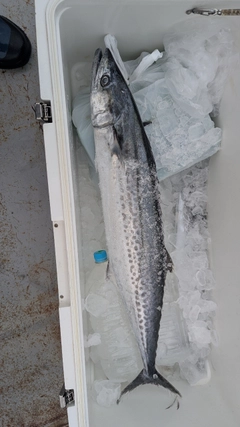 サワラの釣果
