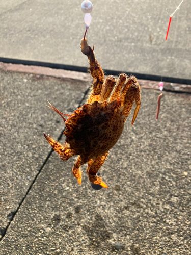 クリガニの釣果