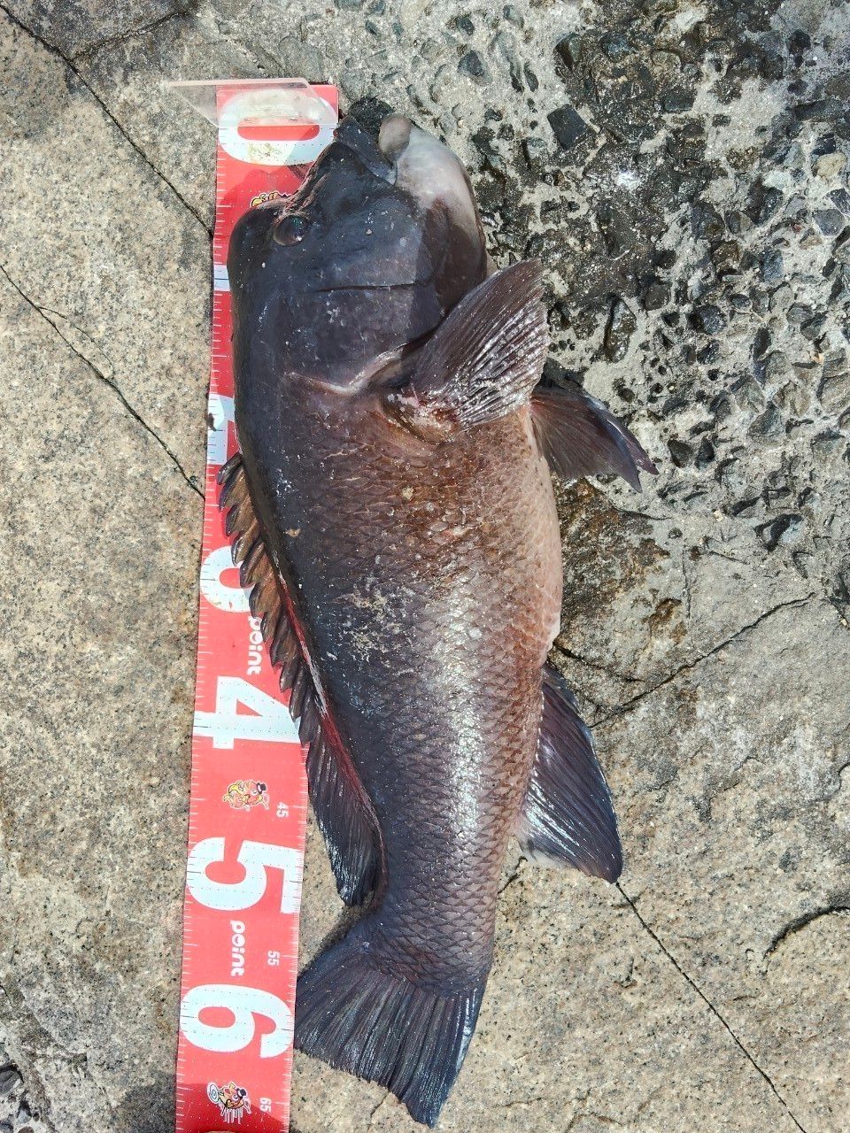 DAIWA 23バトルゲーム BKG（ブッコミゲーム） T MH480の最安値