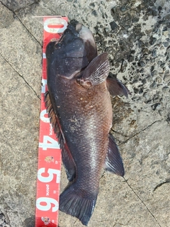 カンダイの釣果