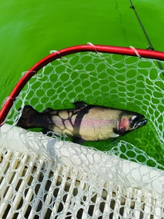 ニジマスの釣果
