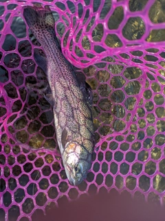 ニジマスの釣果