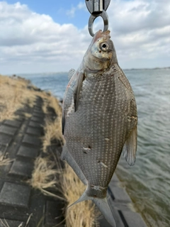 ダントウボウの釣果