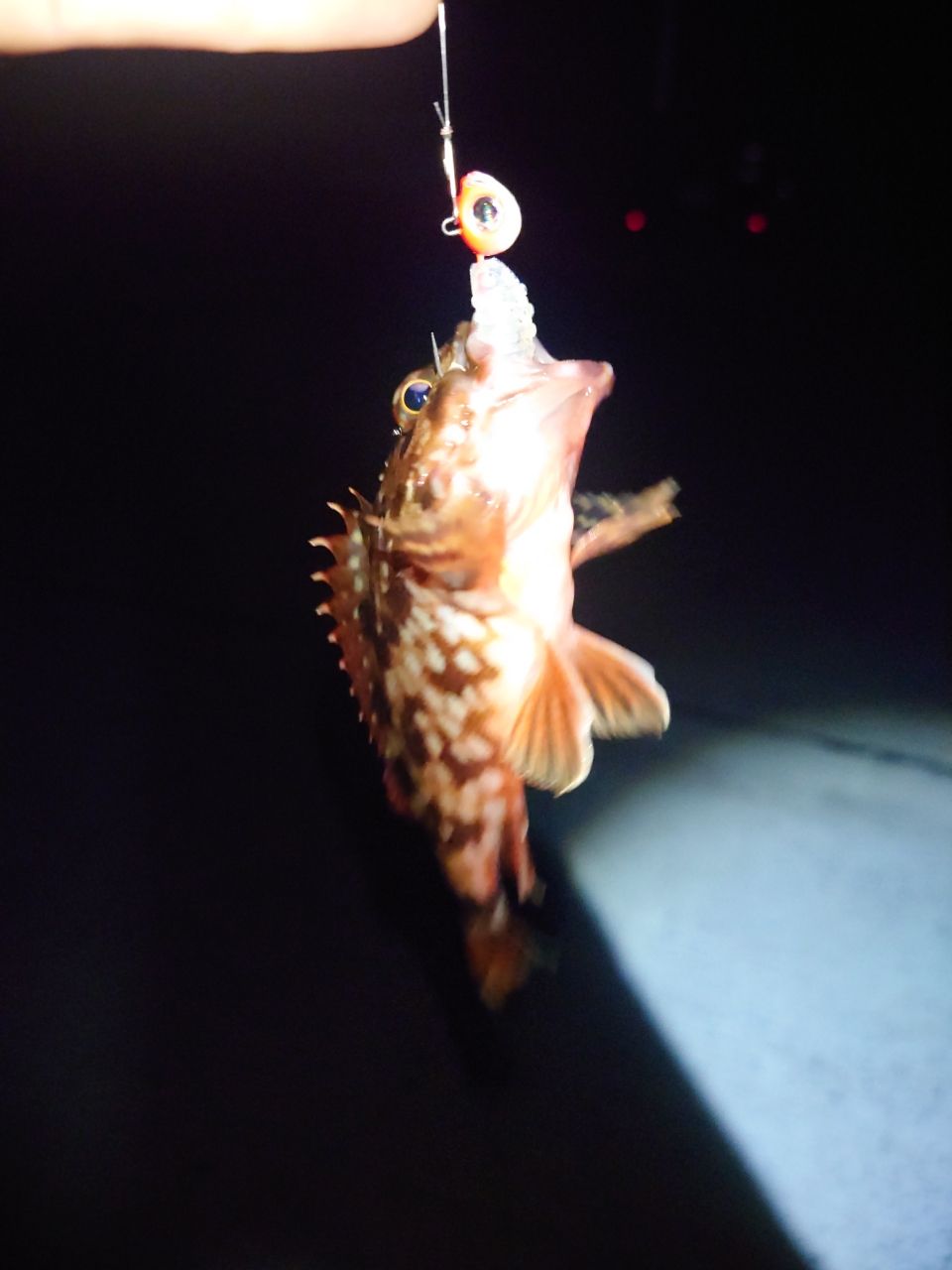 DAIWA メバリング X 2016年モデルの最安値・インプレ・釣果 | 本音の