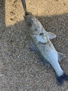 セイゴ（マルスズキ）の釣果