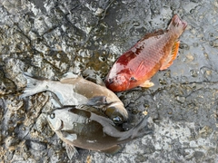 釣果