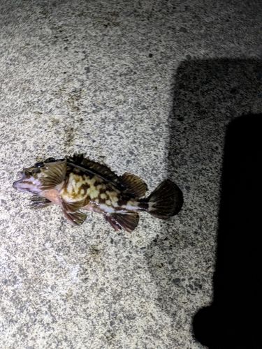 カサゴの釣果