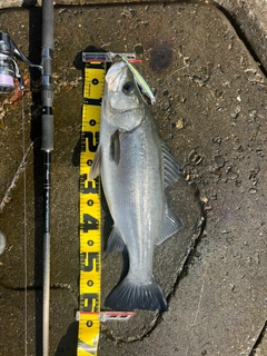 ヒラスズキの釣果