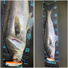 シーバスの釣果