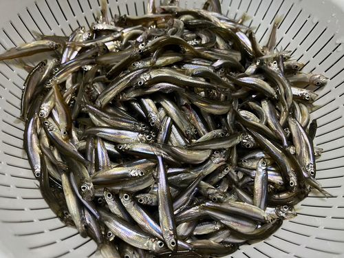 ワカサギの釣果