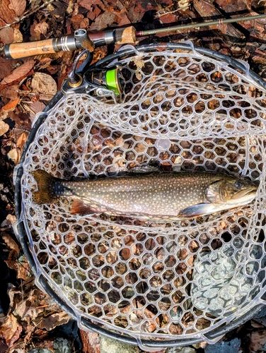 ブルックトラウトの釣果・釣り情報まとめ【2026年最新