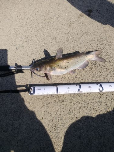 アメリカナマズの釣果