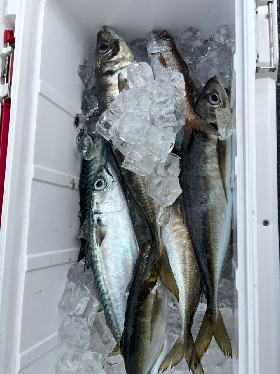 DAIWA 19ネライ X MH-210の最安値・インプレ・釣果 | 本音の口コミが