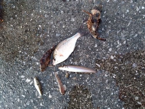 釣果
