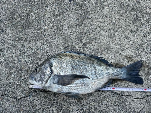 チヌの釣果