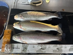 ニジマスの釣果