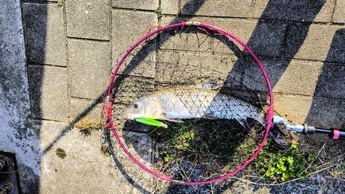 ニゴイの釣果