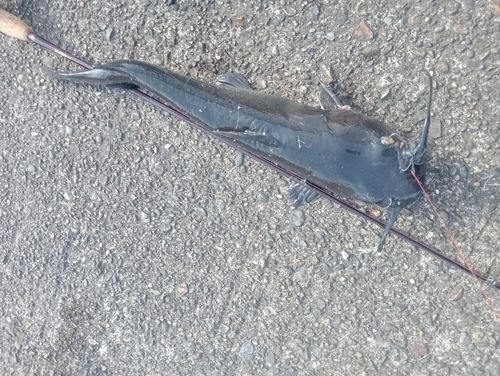 アメリカナマズの釣果