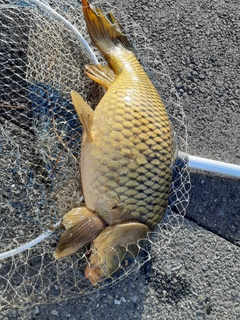 コイの釣果