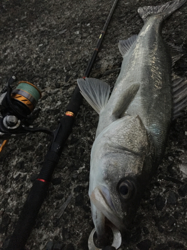 スズキの釣果