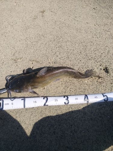 アメリカナマズの釣果