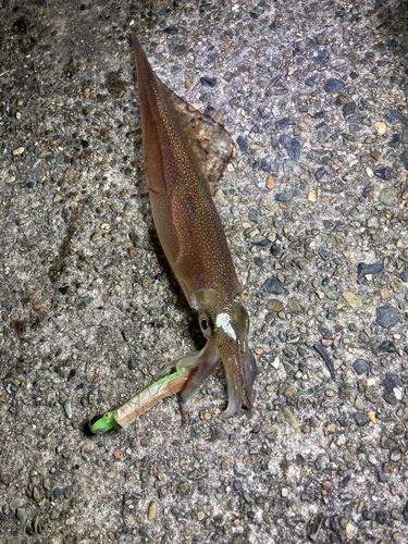 ヤリイカの釣果