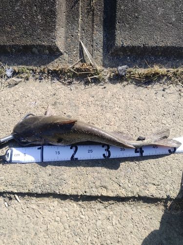 アメリカナマズの釣果