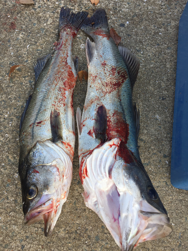 スズキの釣果