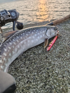 アメマスの釣果