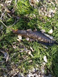 ライギョの釣果