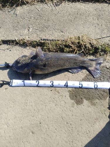 アメリカナマズの釣果