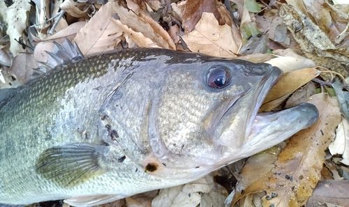 ブラックバスの釣果