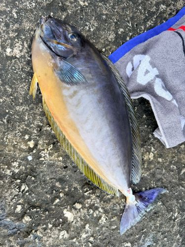 テングハギモドキの釣果