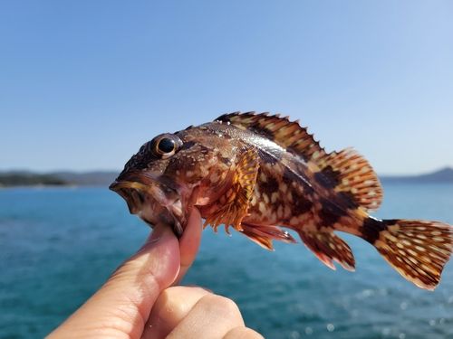 アラカブの釣果