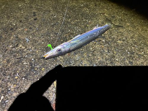 カマスの釣果