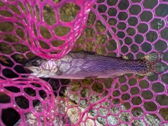 ニジマスの釣果